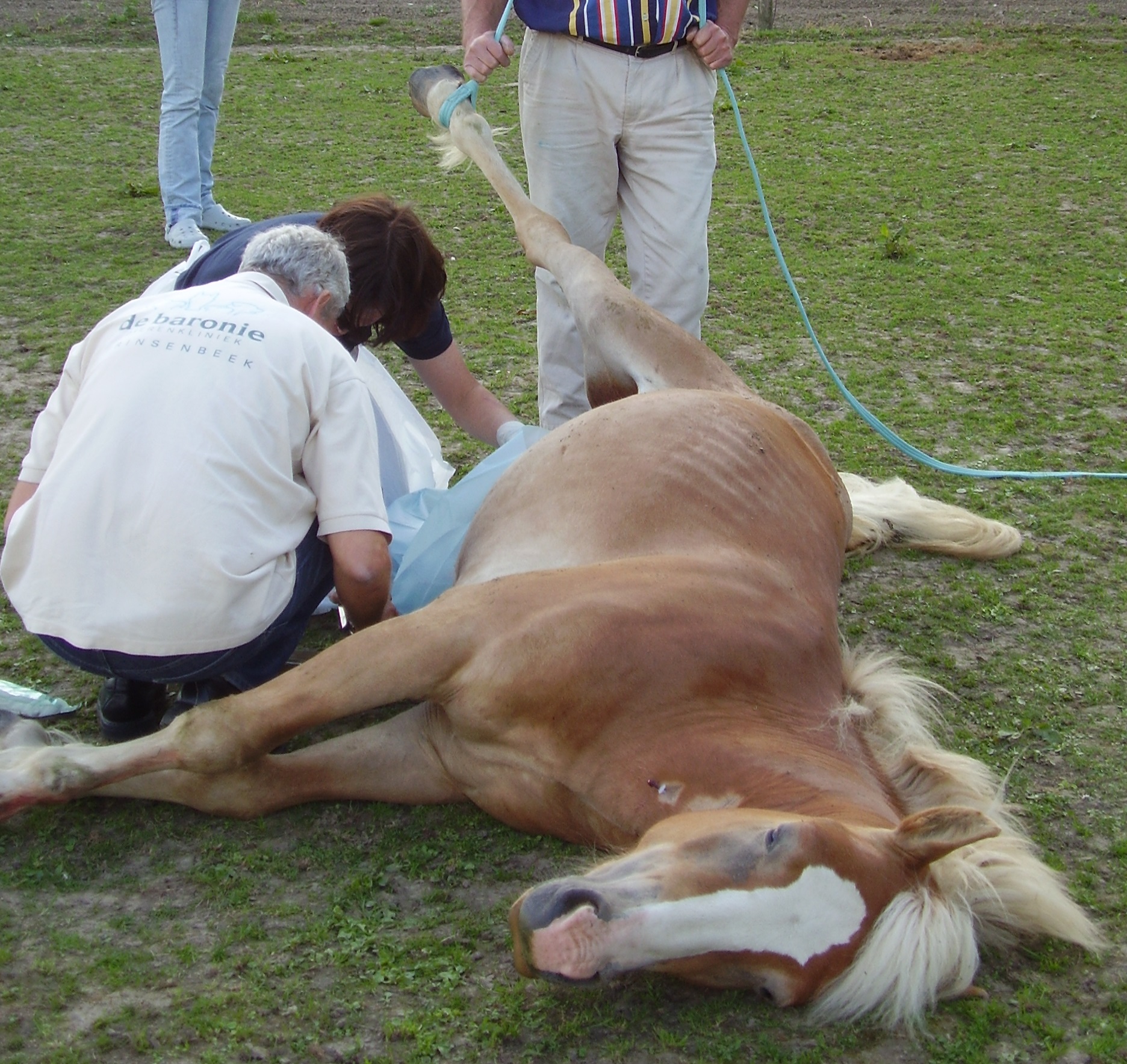 Castratie paard